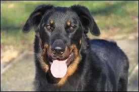 Quelle est la race de chiens qui a la plus grande espérance de vie ?