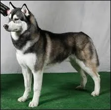 Quelle est la race de chiens la plus appréciée du monde entier ?