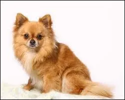 Quel chien a l'espérance de vie la plus courte ?