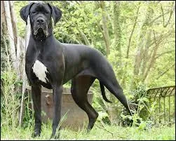 Quelle race de chiens mange le plus ?