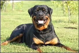 Quiz Races de chiens