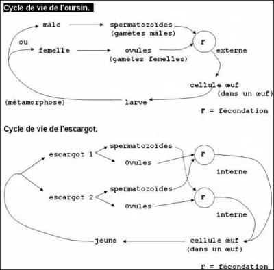 Bon an, mal an, et vaille que vaille, elle poursuit son train-train quotidien !