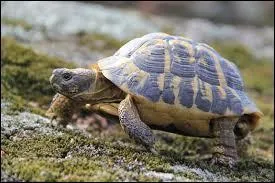 Quelle est la bonne chanteuse ? Indice : double double.