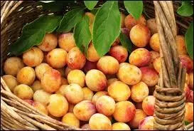 Comment se nomme ce petit fruit aux belles couleurs et à la chair sucrée, ingrédient de base typique de Lorraine pour la confection de tartes ou encore d'eau-de-vie ?