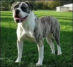 Quel est cette race de chien ?