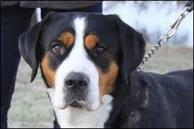 Quelle est la race de ce chien ?