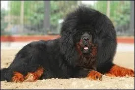 Quelle est la race de ce chien ?