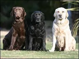 Quelle est la race de ce chien ?