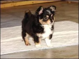 Quelle est la race de ce chien