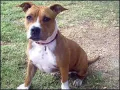 Quelle est la race de ce chien ?