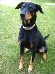 Quel est cette race de chien ?