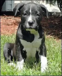 Quelle est cette race de chien ?