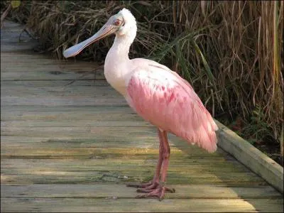 Quel est le nom de cet oiseau rose et blanc ?