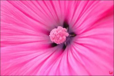 On m'appelle "rosalbin", qui suis-je ?