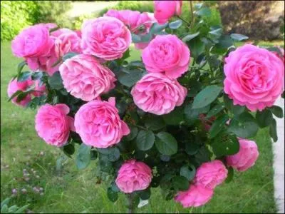 Quel célèbre pépiniériste né dans une famille d'agriculteurs de la région de Commentry dans l'Allier, devint un grand spécialiste des rosiers et développa la vente par correspondance des pieds de rosier.