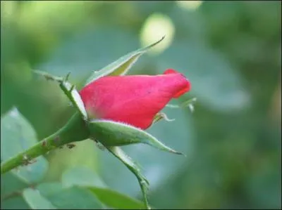 Un joli nom "le bouton de rose", pour quelle partie du corps de la femme ?