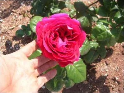 Cette rose porte le nom d'un chanteur qui collabora avec son copain Voulzy. Quel est le nom de cette rose ?