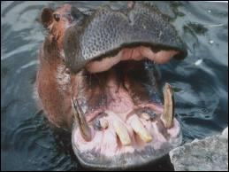 quel est animal qui a le plus de dents