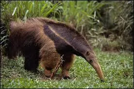 Sur cette photo, c'est un ...