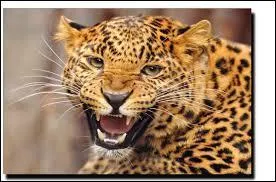 Quel est l'animal qui court le plus vite d'Afrique ?