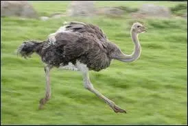 Quel est l'oiseau qui va le plus vite dans la savane ?