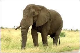 Quel est le plus gros animal d'Afrique ?