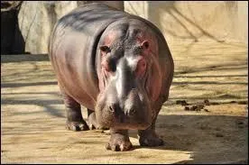 Quel est l'animal d'Afrique dont on doit se méfier le plus ?