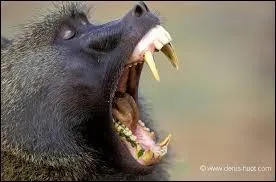 Quel est l'animal le plus agressif d'Afrique ?