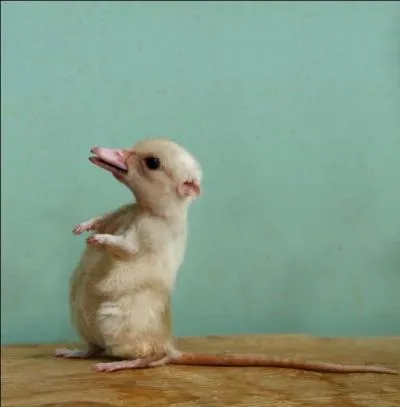 Tiens, puisque c'est vous, je vous présente l'ornithorynque !