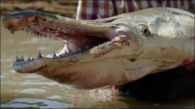 C'est un plaisir et une joie de vous présenter ce reptile, l'alligator !