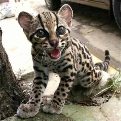 Comme vous le savez certainement, c'est en Afrique que l'on peut encore photographier ce bébé ocelot !