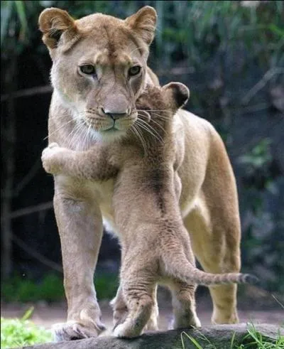 Sur cette photo, on peut voir l'amour d'une maman puma pour son petit !