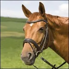 Cette muserolle est une muserolle ...