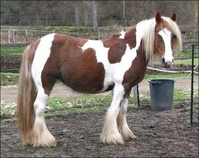 Quelle est la couleur de la robe ?