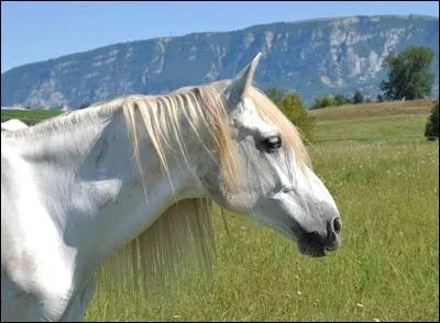 Quelle partie n est pas présente sur la tête