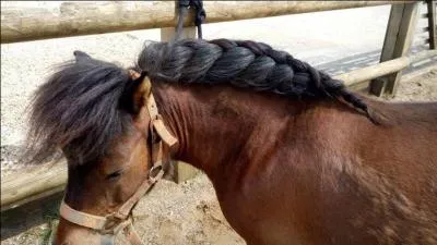 Est ce qu'un Shetland peut sauter 1m15 ?