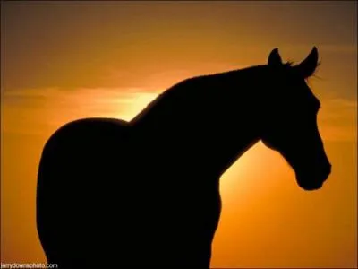 A quel âge les chevaux peuvent-ils commencer à sauter ?