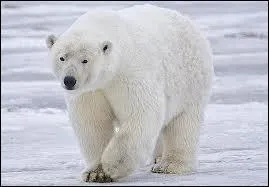 Les animaux de la banquise se nourrissent toujours des restes des autres animaux.