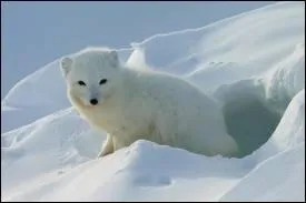 Pourquoi le renard blanc suit-il l'ours polaire ?