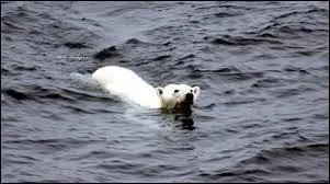 Pourquoi le mâle s'attaque-t-il toujours aux femelle qui ont des bébés ?