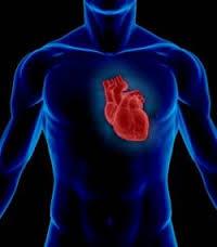 Quiz Anatomie