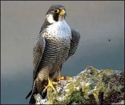 Le faucon pèlerin est l'oiseau volant le plus rapide au monde ?