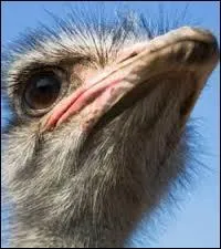 L'autruche est l'oiseau qui court le plus vite au monde ?