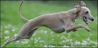 Les animaux vivipares sont ceux qui ne pondent pas d'oeufs ?