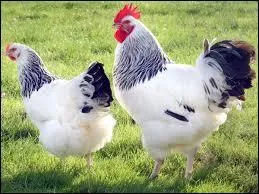 La poule peut rester en vol plus de 2 minutes ?