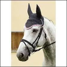 Qu'a ce cheval sur la tête ?