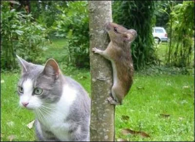 Comment s'appelle l'un des héros du manga : Le jeu du chat et de la souris ?