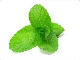 La menthe, plante connue de tous, possède de nombreuses propriétés médicinales, en particulier la menthe poivrée. À quoi sert elle ?