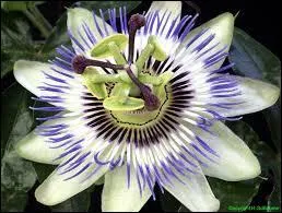 Cette jolie fleur, appelée passiflore, donne des fruits comestibles. Lequel est-ce ?