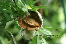 L'amandier est un joli arbre fruitier qui possède une particularité, laquelle ?